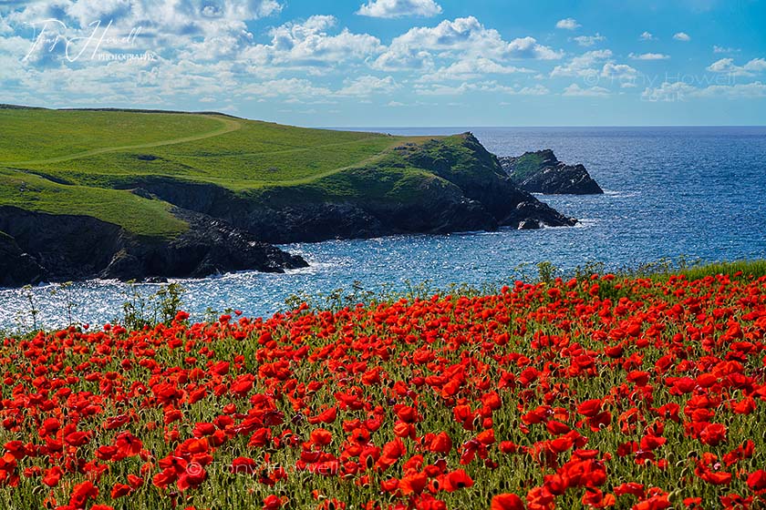 Poppies, The Kelseys, from West Pentire