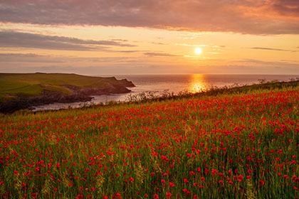 Poppies-West-Pentire-Cornwall
