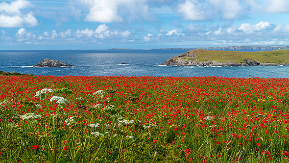 Poppies, West Pentire