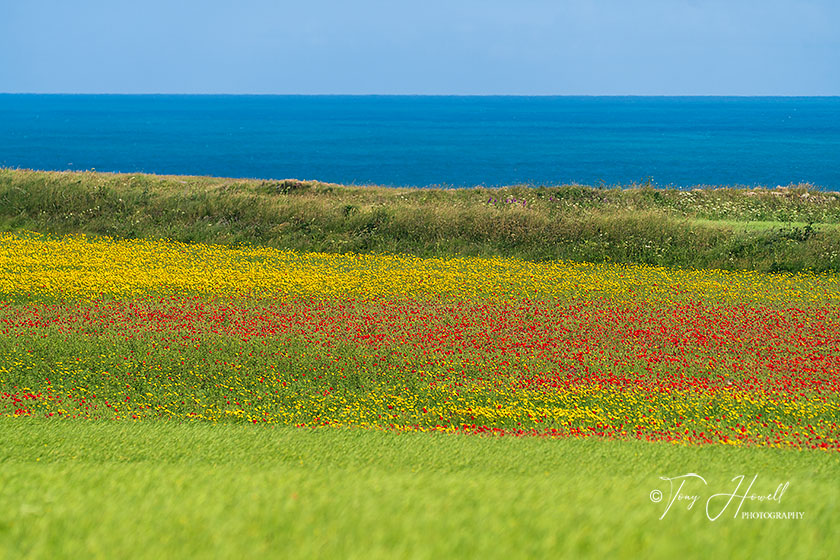 Poppies, Corn Marigolds, West Pentire