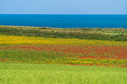 Poppies-West-Pentire-Cornwall-AR3503