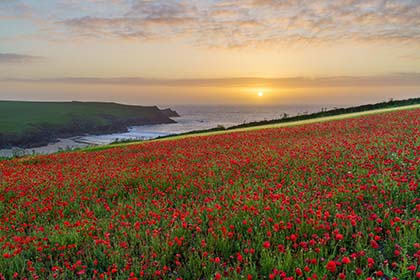 Poppies-West-Pentire-Polly-Joke-Beach-Cornwall