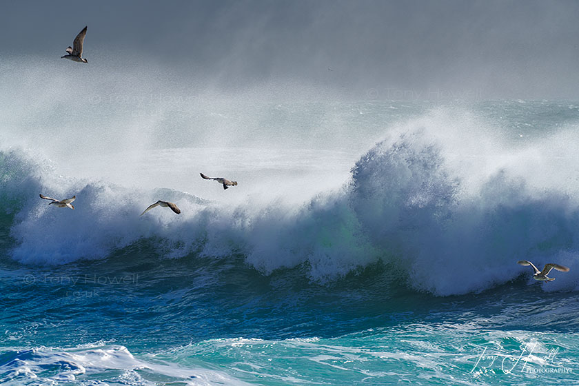 Porthcurno, Gulls, Wave, Storm (Gulls not sharp, see 