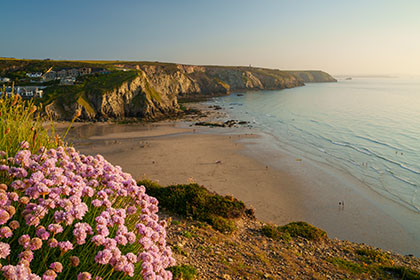 PPorthtowan-Sea-Pinks-Cornwall