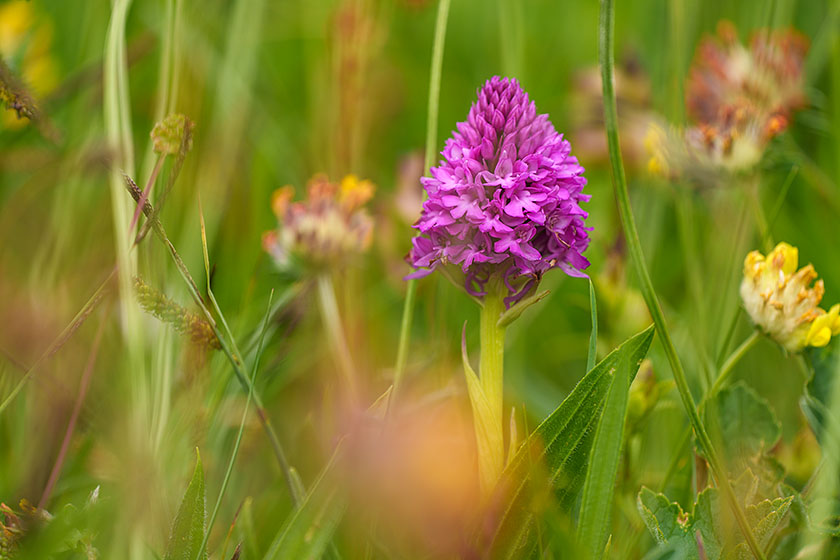 Pyramidal Orchid, West Pentire