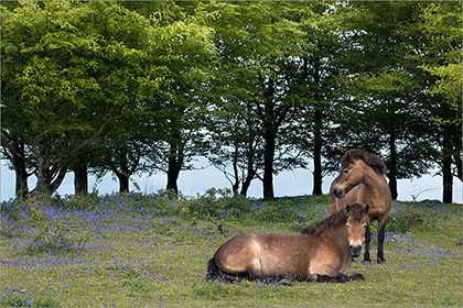 Exmoor Ponies, Quantocks