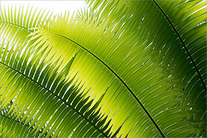Palm Leaves, Kew