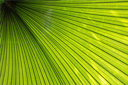Palm Leaf, Kew