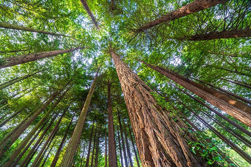 Redwood Pine Trees, Idless Woods