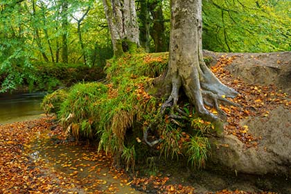 Respryn-Woods-River-Fowey-Autumn-Cornwall