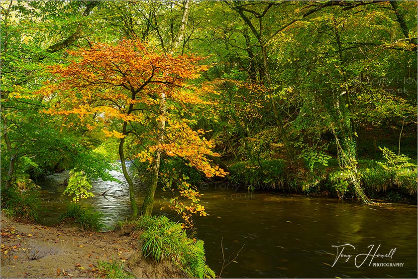 Respryn Woods, River Fowey, Autumn