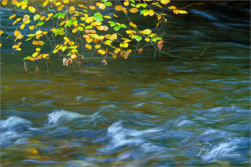 Respryn Woods, River Fowey, Autumn