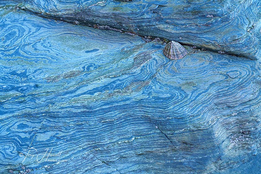 Rock Patterns, Limpet, St Agnes