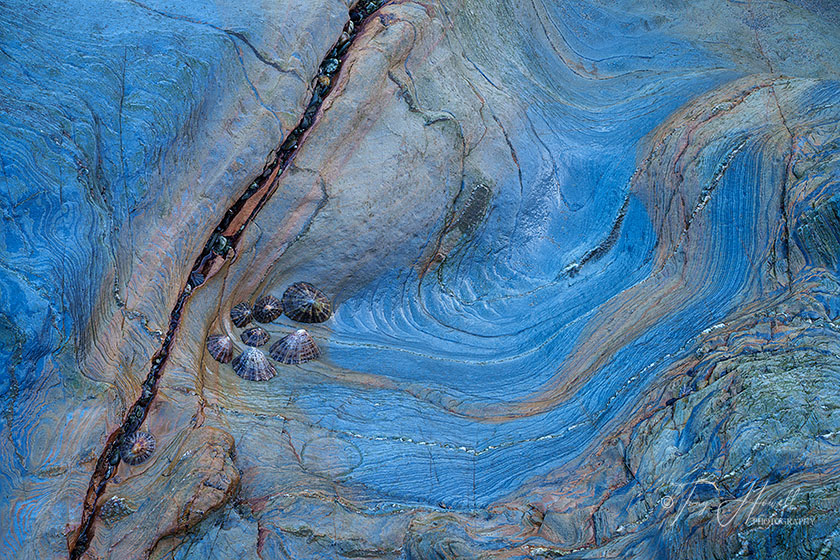 Rock Patterns, Limpets, St Agnes