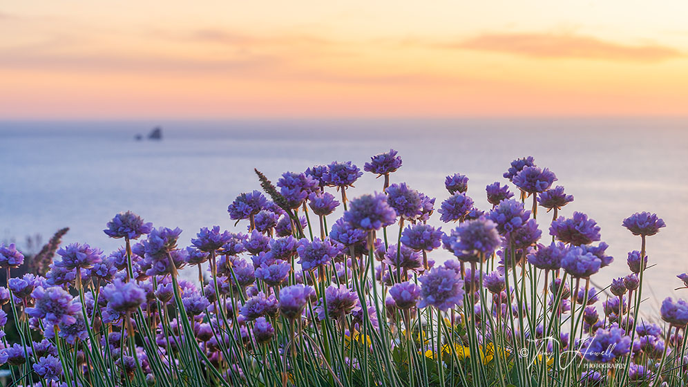Sea Pinks, Cow and Calf, Perranporth