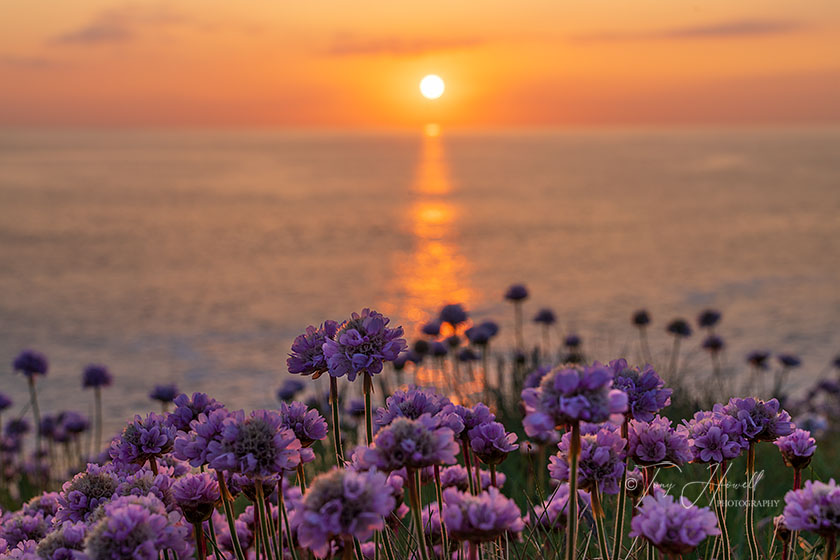 Sea Pinks, Sunset, Polly Joke