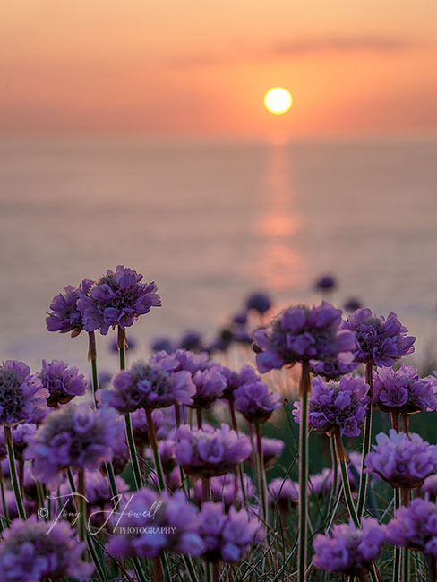 Sea Pinks, Sunset, Polly Joke