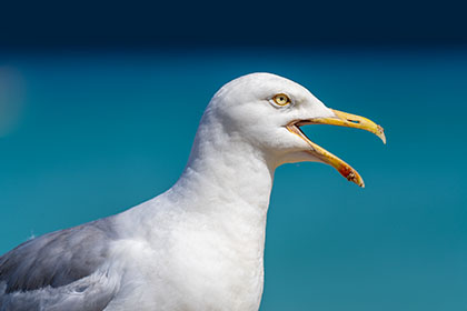 Seagull-Cornwall