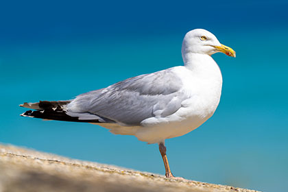 Seagull-Cornwall