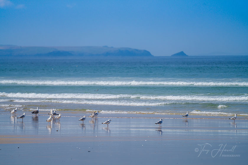 Seagulls, Bedruthan Steps