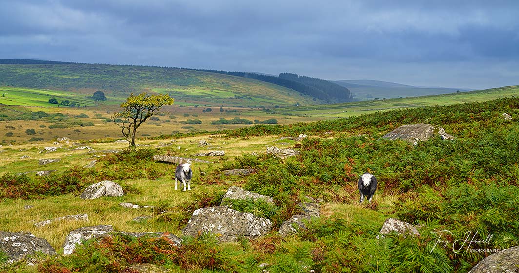 Sheep, Hawthorn Tree, Bodmin Moor