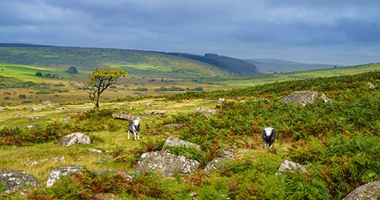 Sheep-Hawthorn-Tree-Bodmin-Moor-Cornwall