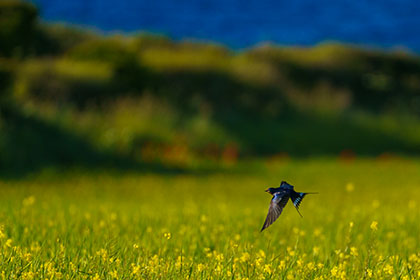Swallow-West-Pentire-Cornwall