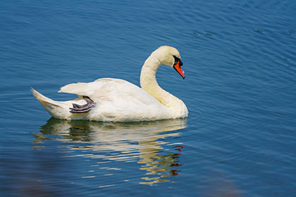 Swan-Hayle-Cornwall