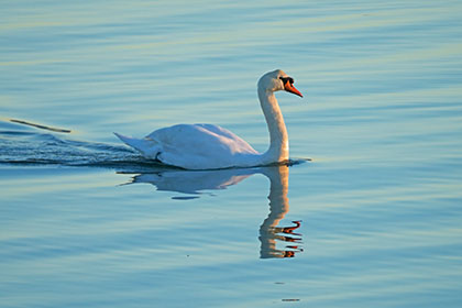Swan-Truro-Cornwall-AR2838