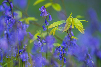 Bluebells-Pendarves-Woods-Cornwall