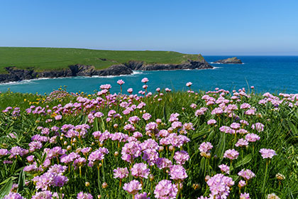 The-Kelseys-Sea-Pinks-Cornwall