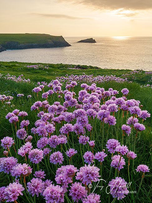 The Kelseys, Sea Pinks, Polly Joke