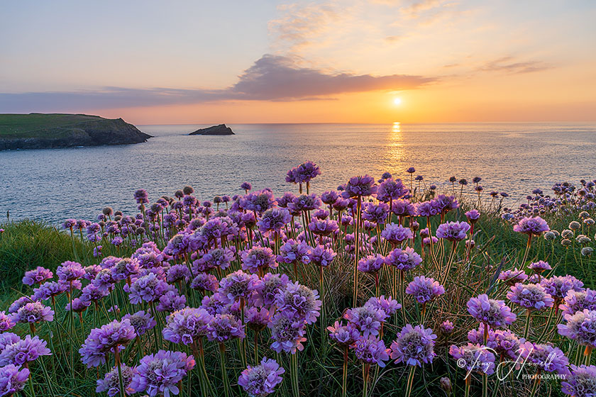 The Kelseys, Sea Pinks, Polly Joke