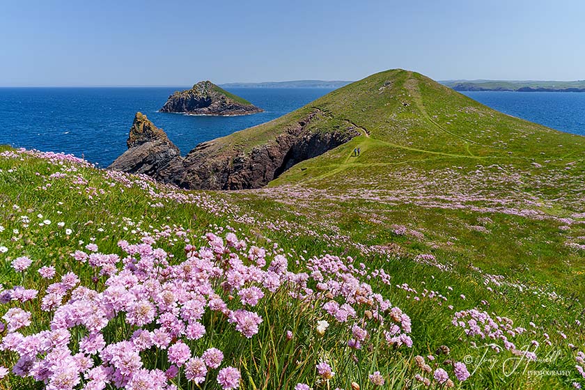 The Rumps and Mouls, Polzeath, Sea Pinks