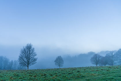 Tree-Mist-Trelissick-Truro-Cornwall