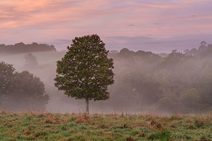 Trees-Mist-Trelissick-Truro-Cornwall