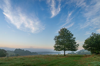 Trees-Mist-Trelissick-Truro-Cornwall
