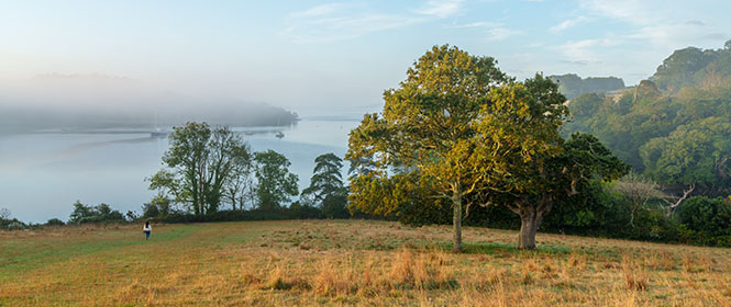 Trees-Mist-Trelissick-Truro-Cornwall