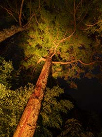 Trelissick-Pine-Tree-Dusk-Cornwall-AR2005