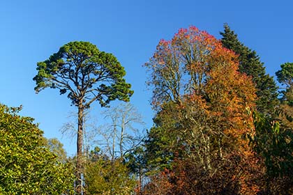 Trelissick-Trees-Autumn-Cornwall