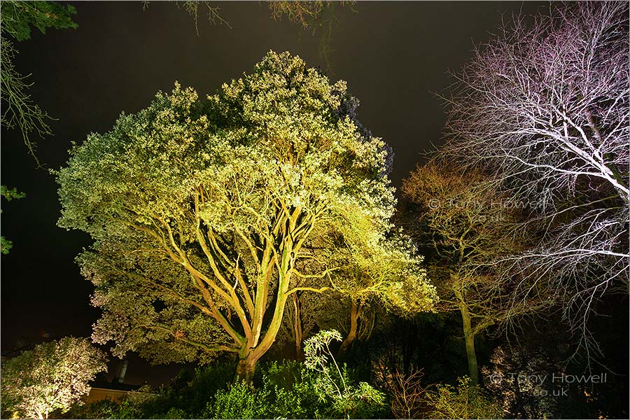Trees, Night, Trelissick