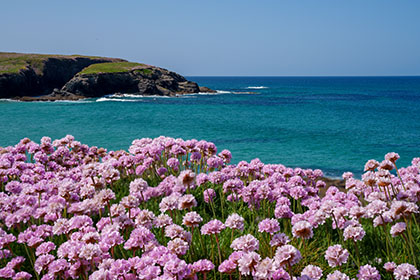 Treyarnon-Bay-Sea-Pinks-Cornwall