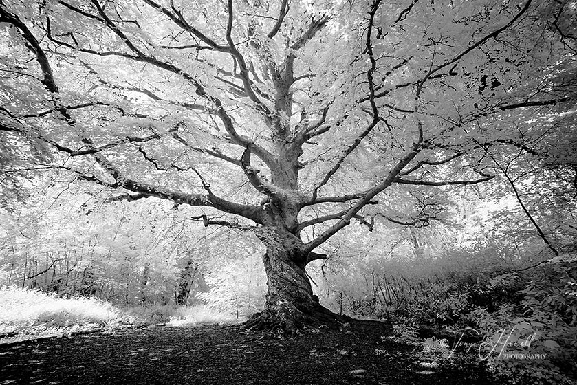 Twisted Beech Tree, Infrared, Tehidy(infrared camera; makes foliage turn white)
