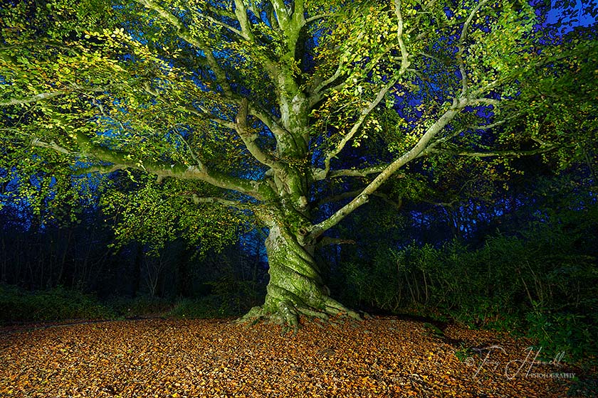 Twisted Beech Tree, Night, Tehidy, Autumn