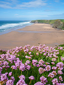 Watergate-Bay-Sea-Pinks-Newquay-Cornwall