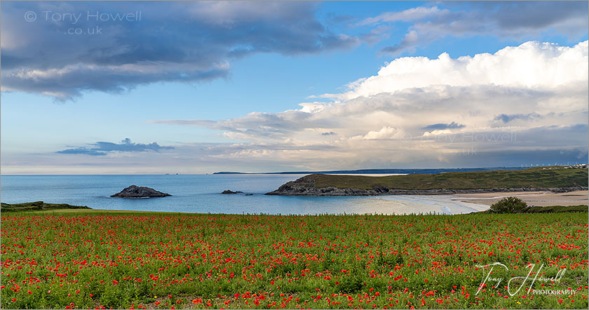 West Pentire Poppies