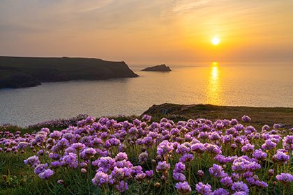West-Pentire-Sea-Pinks-Kelsey-Head-Cornwall
