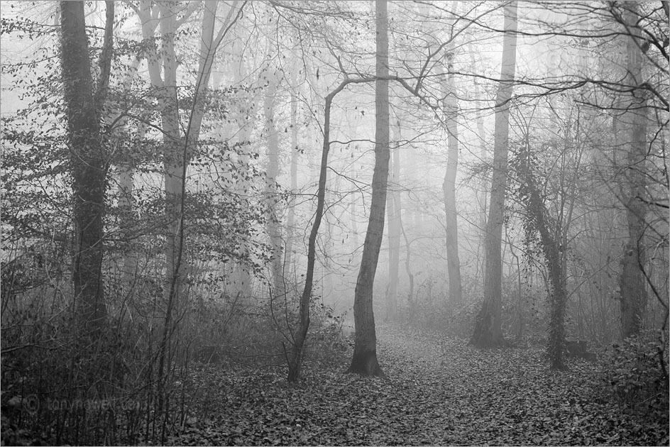 Trees, Mist