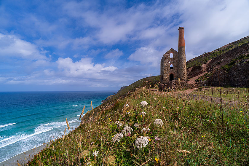 Wheal Coates, Sea Carrot
