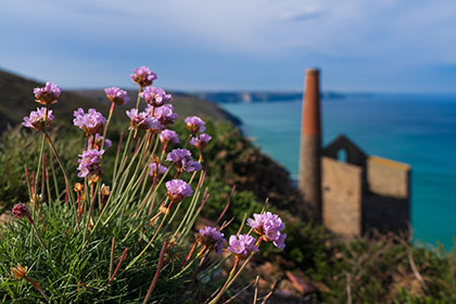 Wheal-Coates-Sea-Pinks-Cornwall